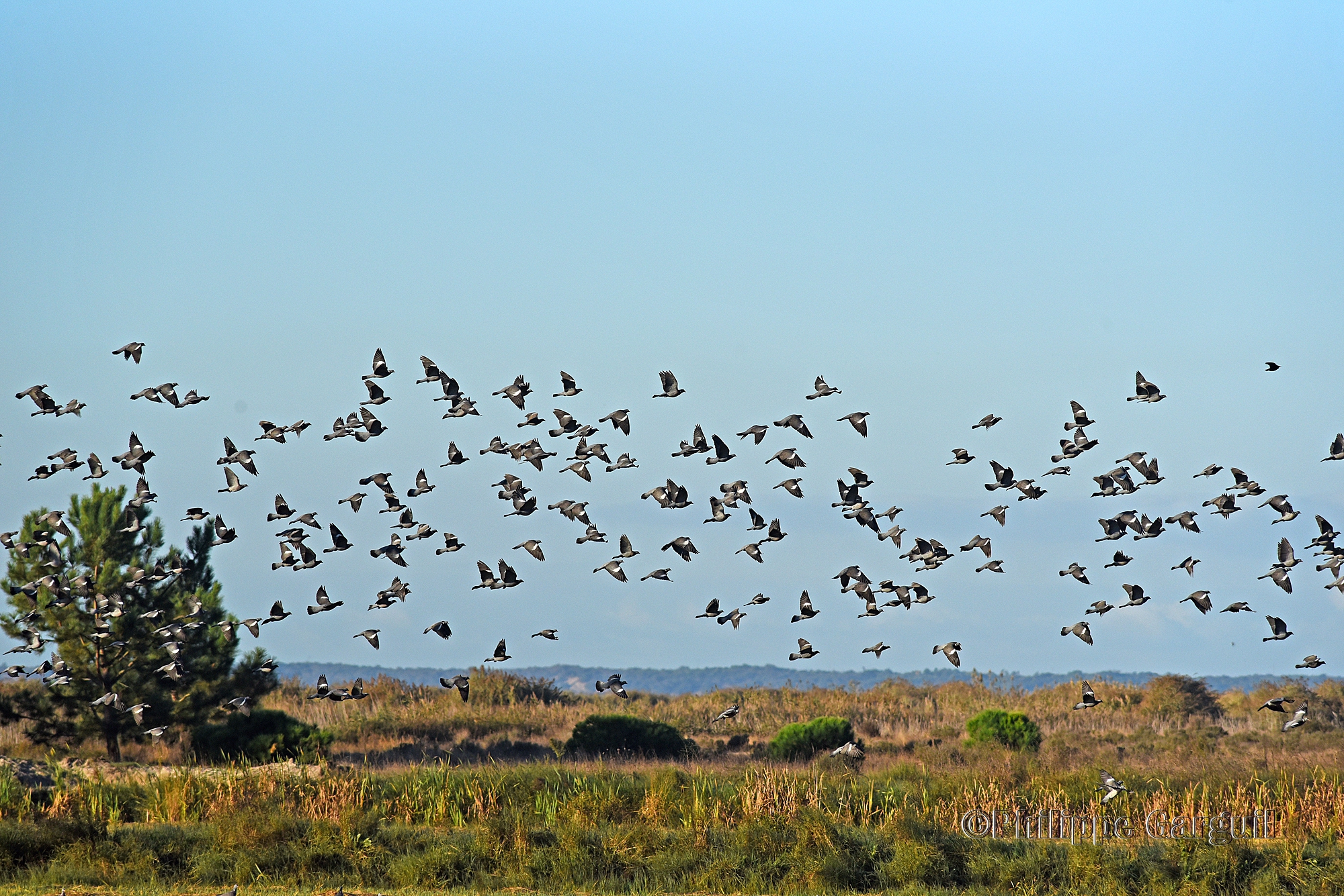 herdade pinheiro birds sanctuary