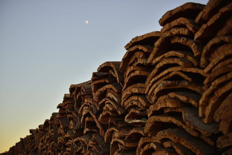 herdade pinheiro forestry