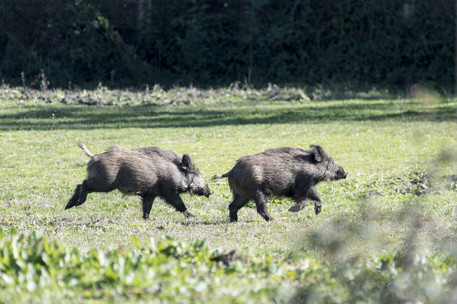 Wild boars