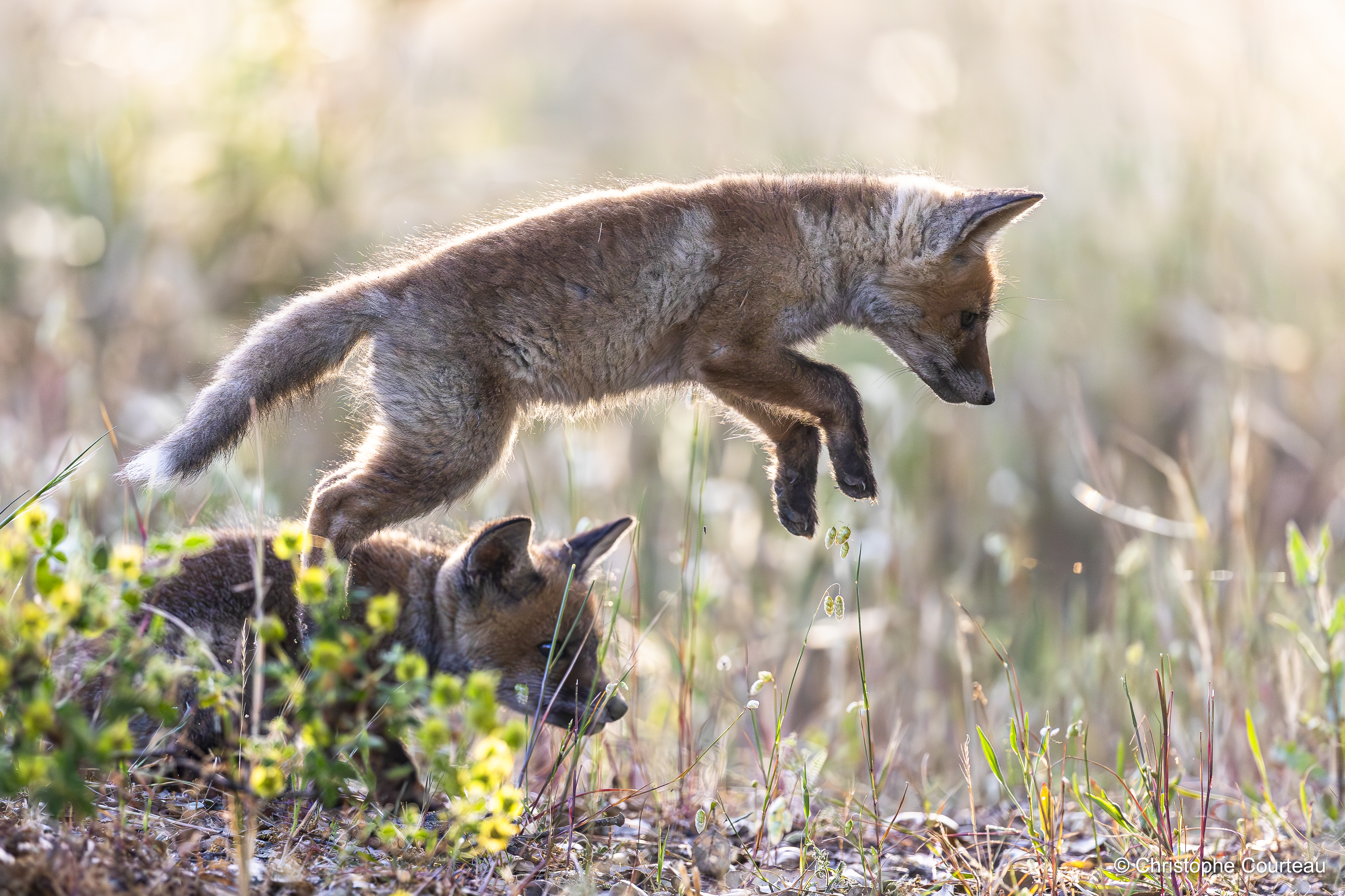 _Z8A1606-Avec accentuation-Bruit.jpg